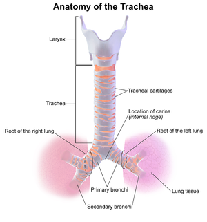 An anatomical diagram of the larynx, trachea, bronchi, and lung roots on a white background. The larynx is located at the top of the image, it is colored a light gray to indicate that it is made of cartilage. The trachea extends down from the larynx as a pink colored tube that is encircled by the tracheal cartilages, which are a series of ring-like structures (also colored gray). The trachea terminates at the carina, which is a bifurcation where the trachea splits into the left and right primary bronchi. The each primary bronchi enters the corresponding lung at the lung roots, before then splitting further into the secondary bronchi. The right lung is colored a redder shade of pink than the trachea. The left lung is a bluer, almost purple, shade of pink. As is normal for anatomical images; the left side is depicted on the right of the image, and vice versa.