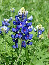 Lupinus texensis (Texas bluebonnet)