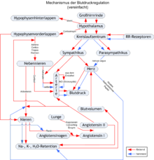 Blutdruck Wikipedia