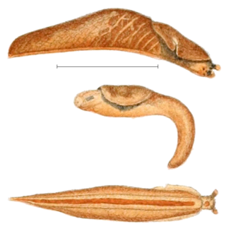 <i>Boettgerilla compressa</i> Species of gastropod