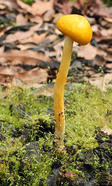 File:Boletus curtisii 17378.jpg