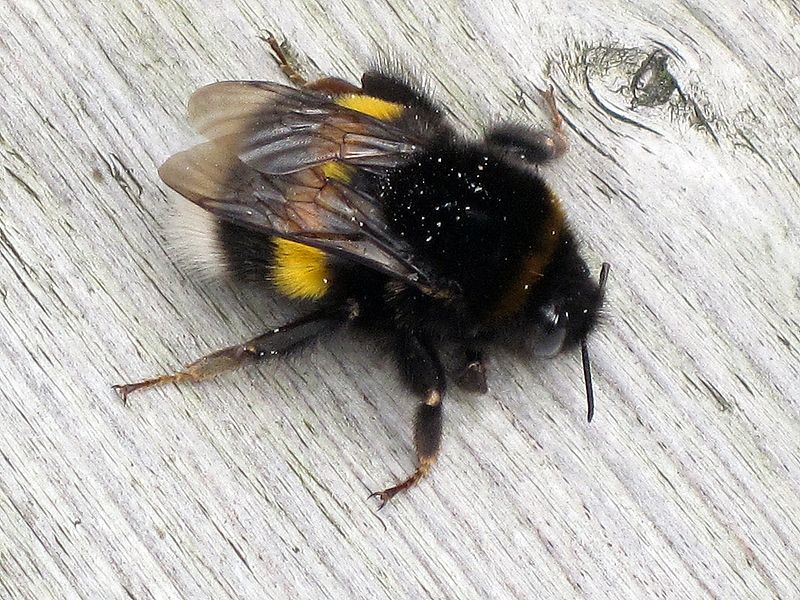 File:Bombus terrestris (Buff-tailed bumblebee) queen, Arnhem, the Netherlands.jpg