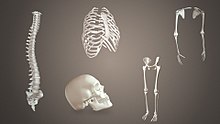 Different types of bones found in the human body. Bones of skeletal system.jpg