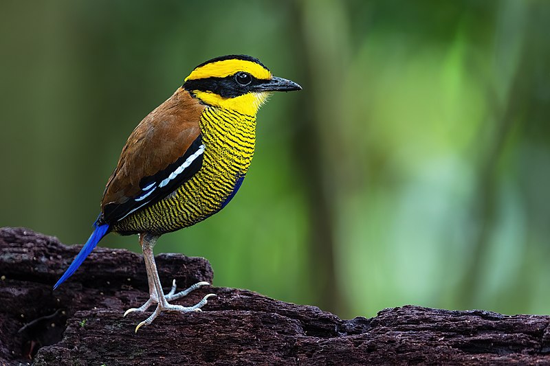 File:Bornean Banded Pitta male 0A2A1754.jpg