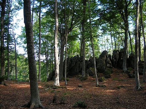 Bosco in loc. Primo Rifugio (Abbadia S. Salvatore