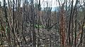 Bosque nativo quemado en chiguayante abril 2017.jpg
