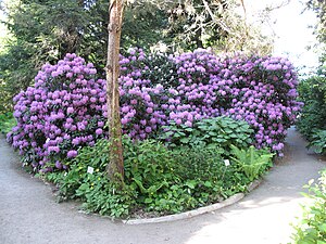 Botanischer Garten Munchen Nymphenburg Wikiwand