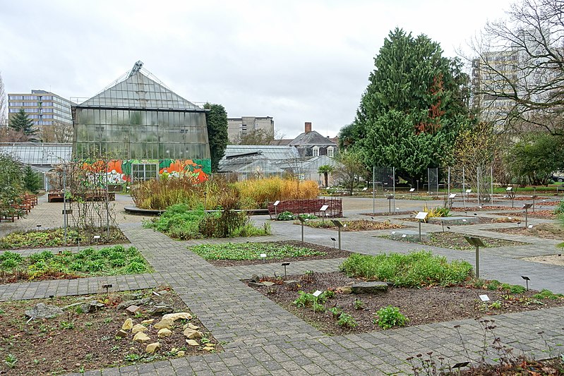 File:Botanischer Garten - Heidelberg, Germany - DSC00860.jpg