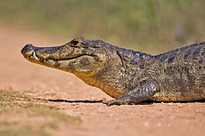 Jacara ou Caïman yacaré ou yacaré negro. Répandu jusqu'au sud de la pampa, il n'est pas dangereux pour l'homme, et se contente de mollusques et autres petits animaux.