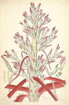 Bromelia pinguin (seperti Bromelia fastuosa) - kumpulan catatan botanica - Lindley pl. 1 (1821).jpg