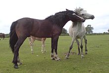 Stallion engaging in courtship behaviour with a mare near Homlsley Camp BrownNFStallion.jpg