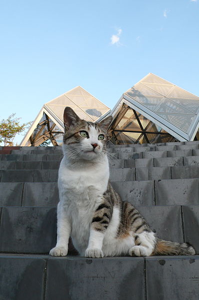 File:Brown and white tabby cat with green eyes-Hisashi-04.jpg