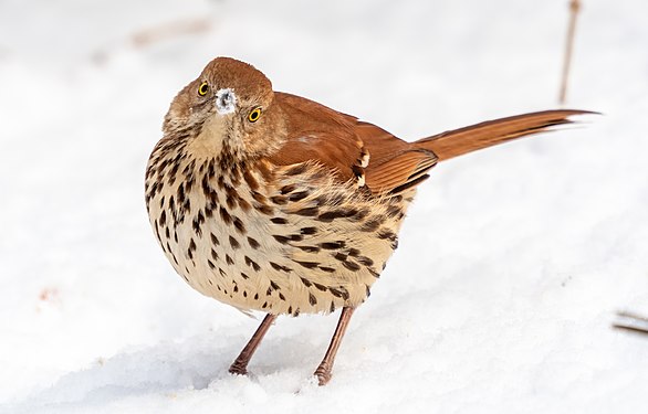 Brown thrasher in Central Park