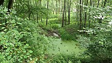 Auwald unterhalb des Berghangs