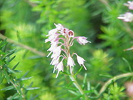 Bruckenthalia spiculifolia0.jpg
