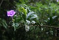 Brunfelsia grandiflora subsp. grandiflora