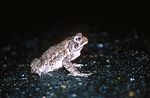 Bufo fowleri.jpg