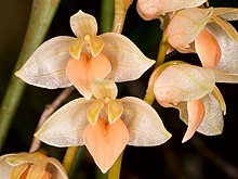 Bulbophyllum conspectum.jpg