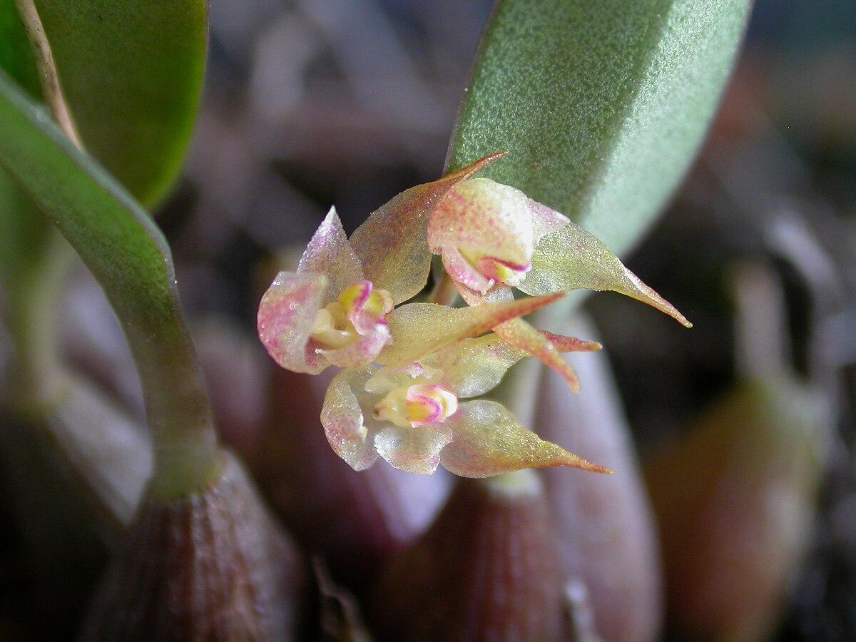 Орхидея Бульбофиллум
