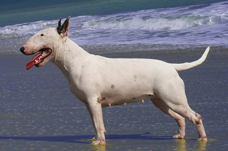 bull terrier head