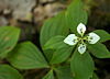 Bunchberry plant