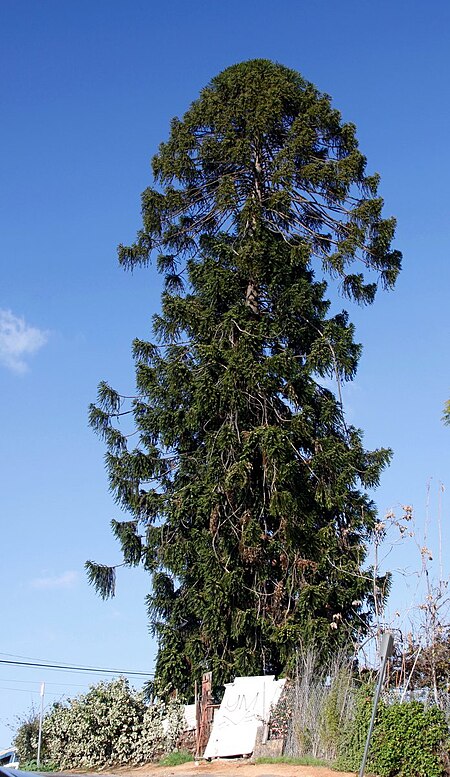 Bunya, cultivated, Los Angeles