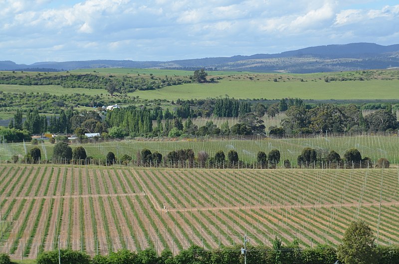 File:Bushy Park Hop Fields (22038008933).jpg