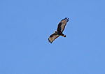 Buteo albonotatus -Tuscon, Arizona, USA -flying-8.jpg