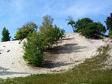 vue d'une dune plantée de quelques arbres.