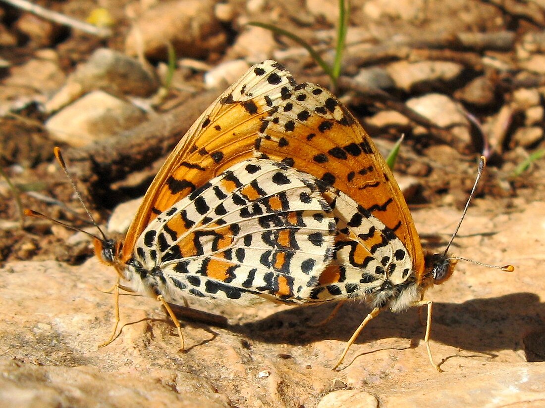 Melitaea deserticola