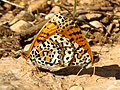 Thumbnail for Melitaea deserticola