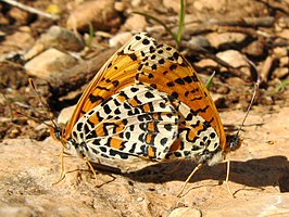 Melitaea deserticola