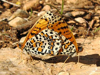 <i>Melitaea deserticola</i> Species of butterfly