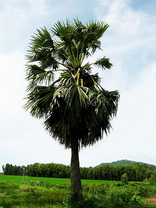 <i>Borassus flabellifer</i> Palmyra palm, toddy palm