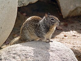 Californische grondeekhoorn