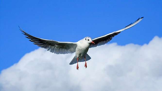 Gull seen in Zug, Switzerland