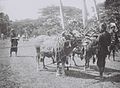 COLLECTIE TROPENMUSEUM Stierenrennen op het eiland Madoera TMnr 60042361.jpg
