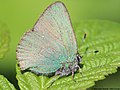 Callophrys rubi (Linnaeus, 1758)