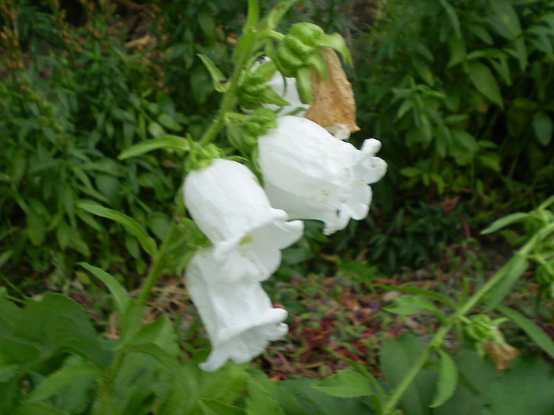 Fil:Campanula medium 0.1 R.jpg