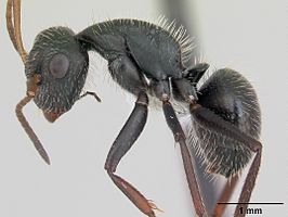 Camponotus cameranoi