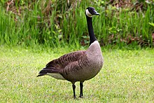 A Canada goose in Daingerfield State Park in Austin County, Texas, United States Canada Goose Daingerfield State Park Texas 2023.jpg