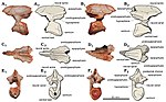 Формация на Candelária - Dinosauria indet.jpg