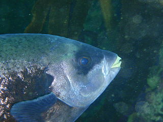 <i>Oplegnathus conwayi</i> Species of fish