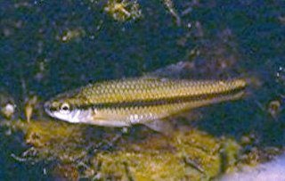 Cape Fear shiner species of fish