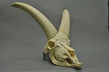 Male ibex skull Capra ibex 06 MWNH 1078.jpg