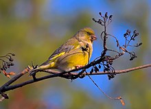 2010 greenfinch