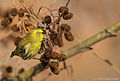 Carduelis spinus