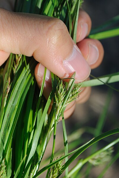 File:Carex secalina iNat-44388624.jpg