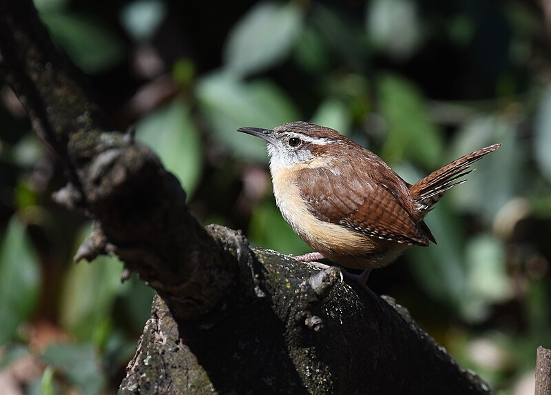 File:Carolina Wren - 33641431488.jpg