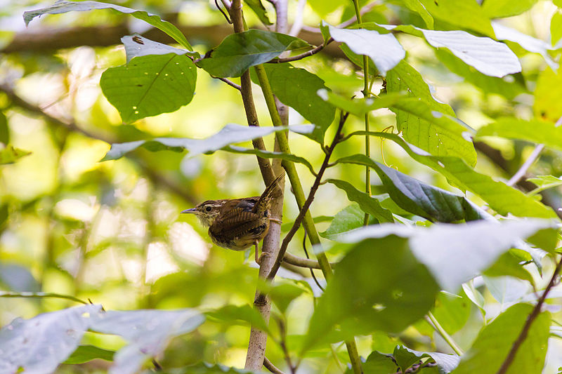 File:Carolina wren (21064248658).jpg